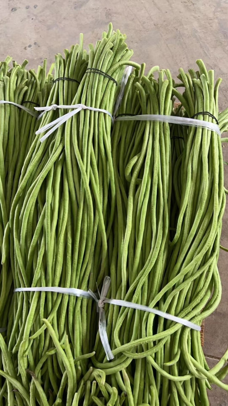湖北新鲜豆角实力代办一手货源可视频看货欢迎电话联系