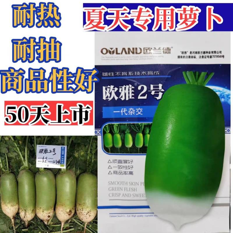 夏播抗热萝卜种子欧雅2号夏季耐热耐高温反季节50天上市