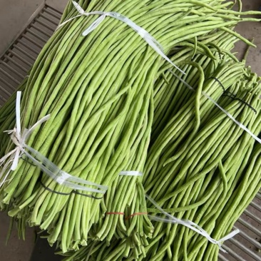 湖北鲜豆角产地直发一手货源实力代办货量大价格优欢迎☎️