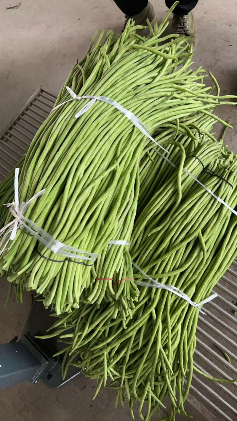 湖北鲜豆角产地直发一手货源实力代办货量大价格优欢迎☎️