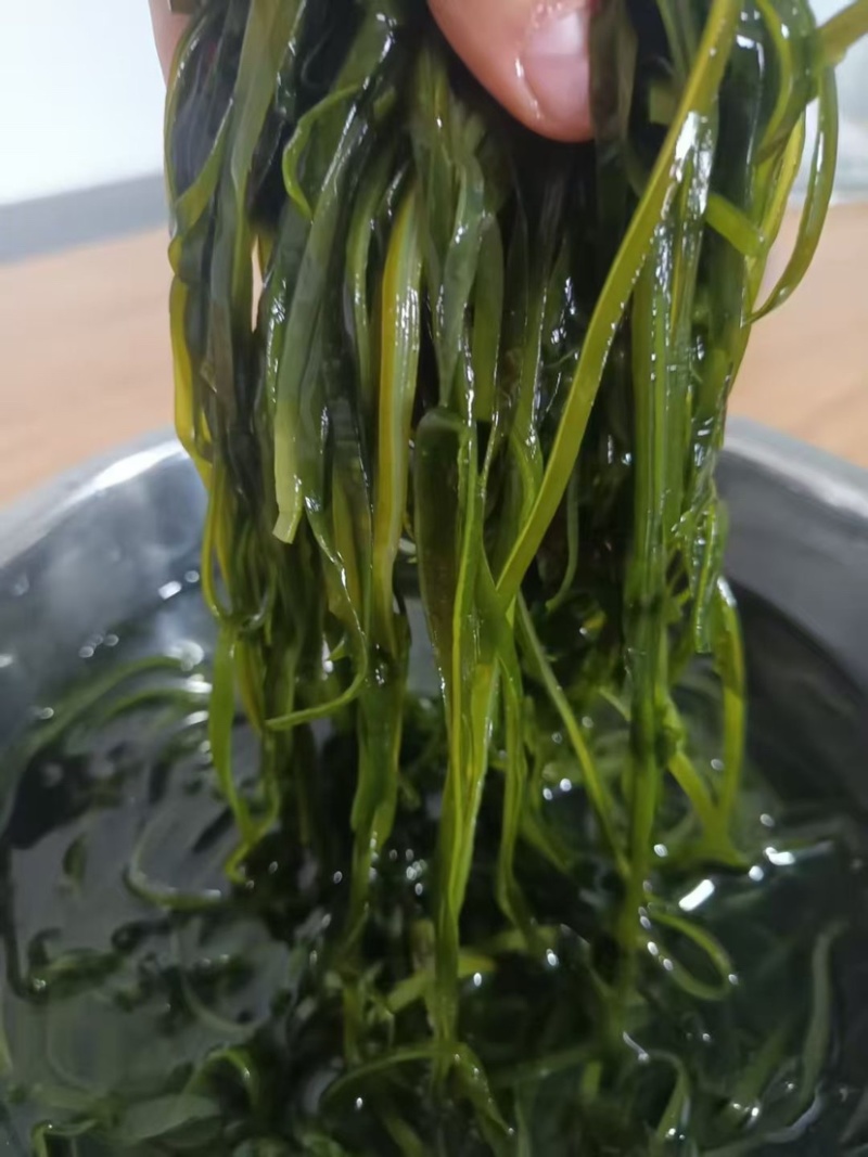 全干圈圈海带丝无沙无盐免洗一件10斤厂家直销