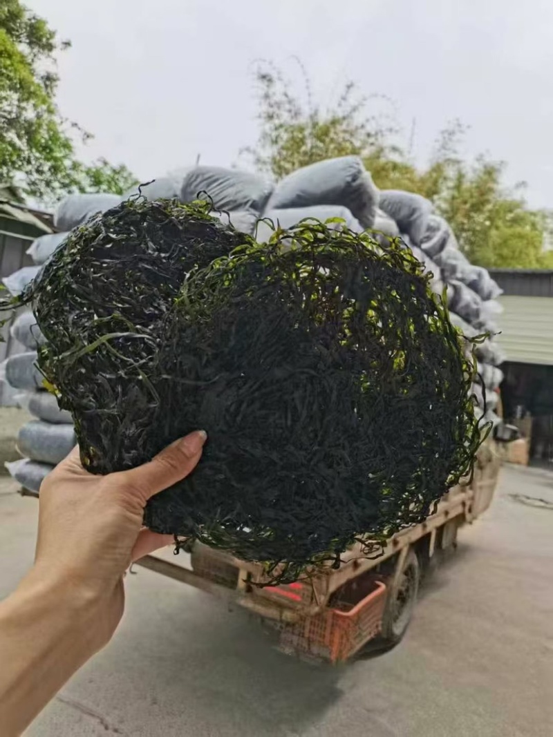 全干圈圈海带丝无沙无盐免洗一件10斤厂家直销
