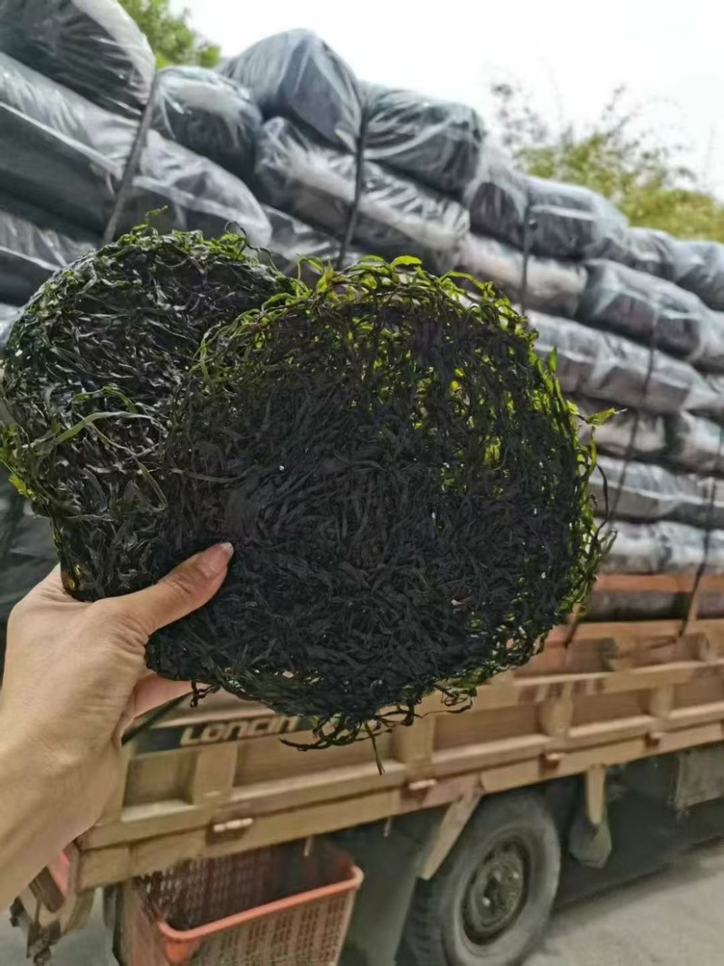 全干圈圈海带丝无沙无盐免洗一件10斤厂家直销