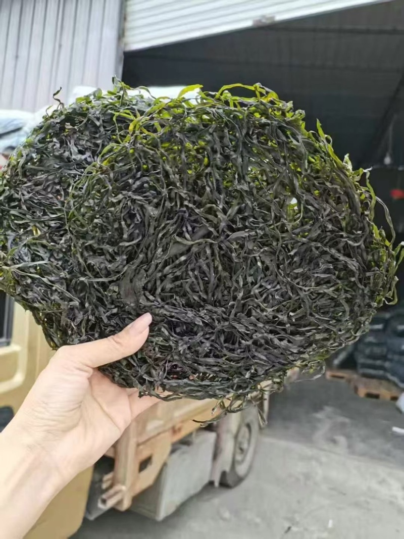 全干圈圈海带丝无沙无盐免洗一件10斤厂家直销