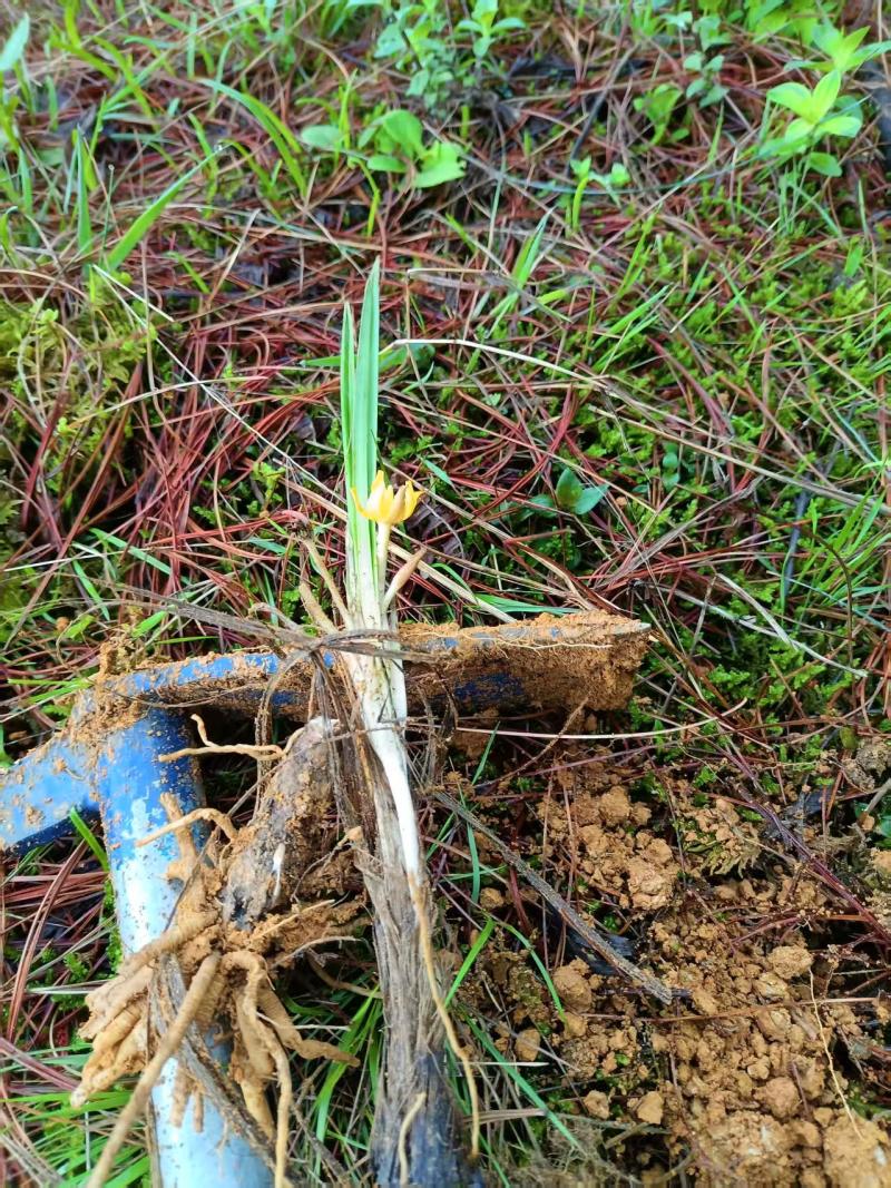野生小叶仙茅鲜货现发接受预订可视频看货