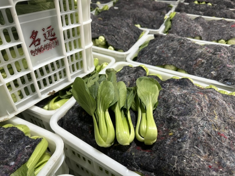 规格齐全油菜保质保量价格美丽下单秒发