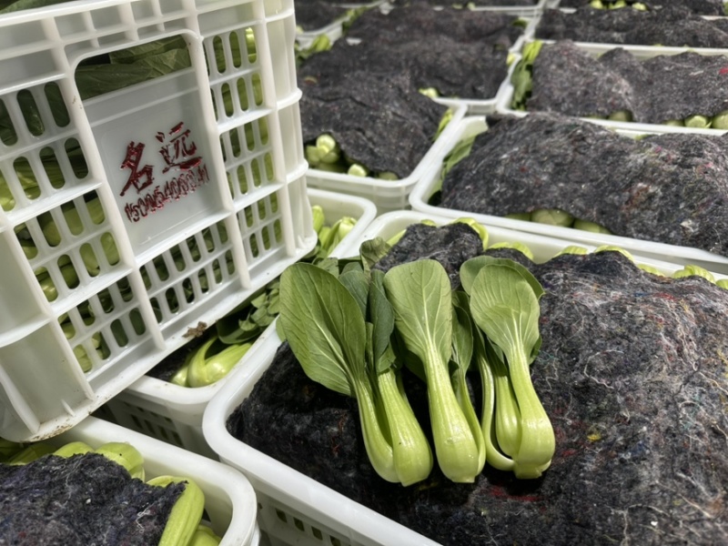 规格齐全油菜保质保量价格美丽下单秒发