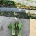 规格齐全油菜保质保量价格美丽下单秒发