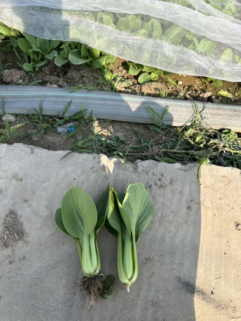规格齐全油菜保质保量价格美丽下单秒发