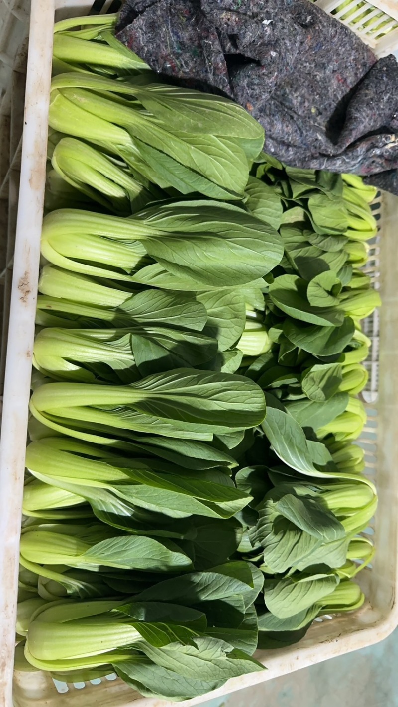 规格齐全油菜保质保量价格美丽下单秒发