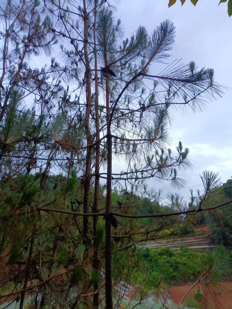 鲜货松针大量供应可视频看货一手货源保证质量