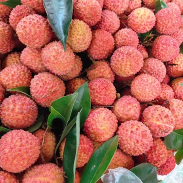桂味，鸡嘴荔，六月红，和荔