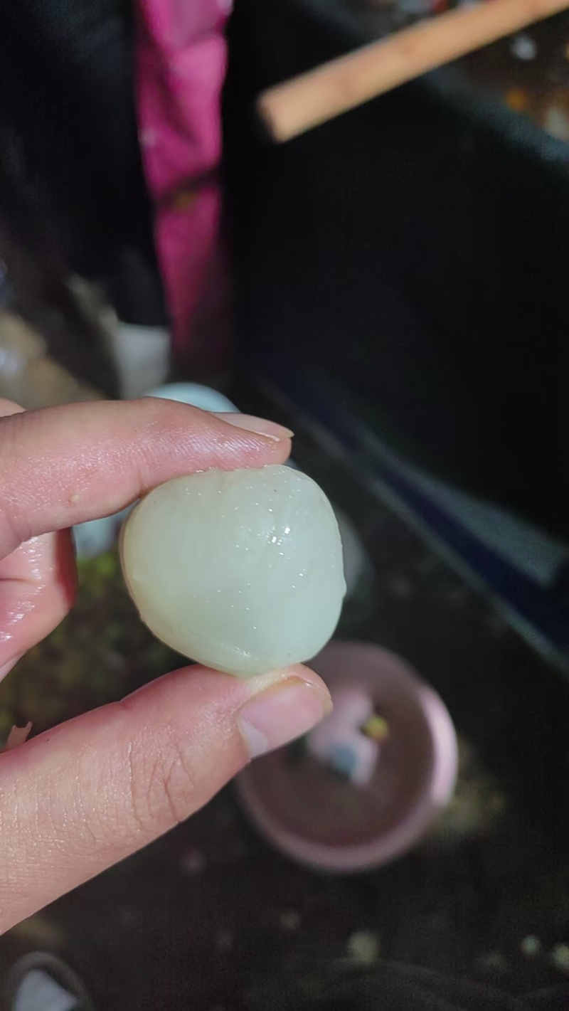 荔枝妃子笑广东产地发货对接电商多多平台斗音快手一件代发