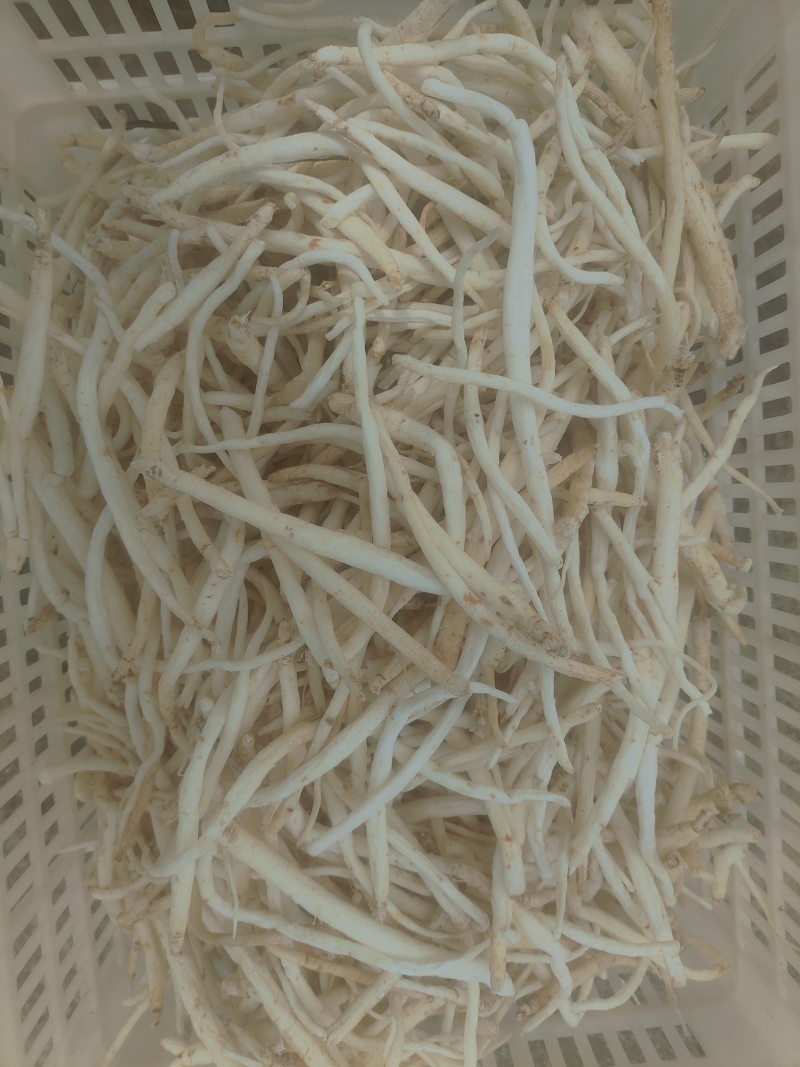 川明参无流有流都有货