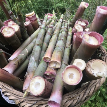 精品百家竹笋大量供应