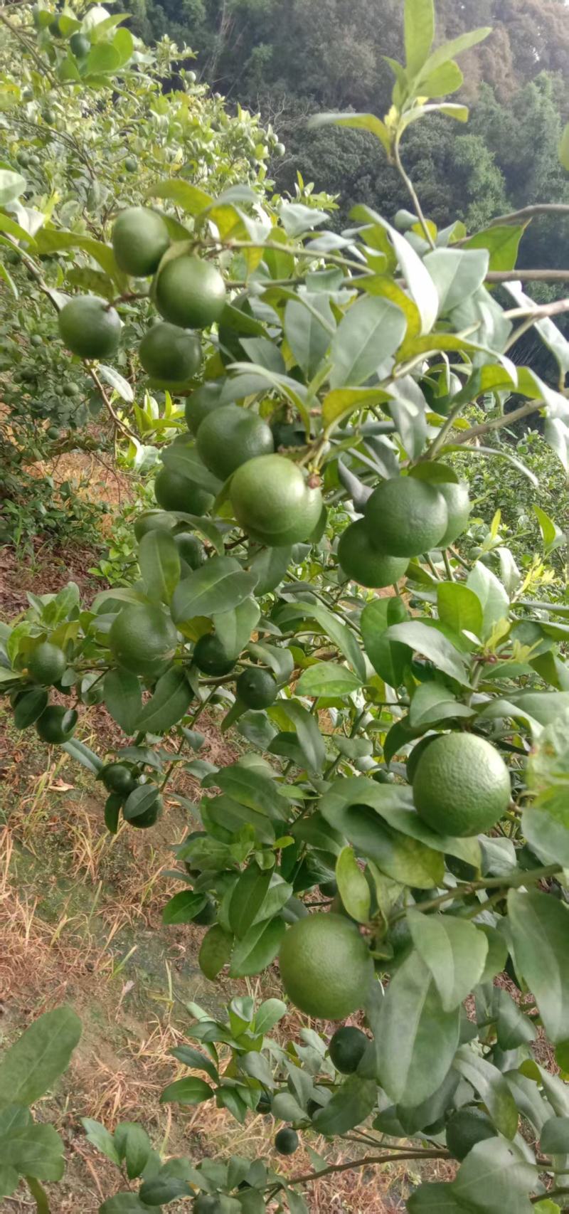 广西土柠檬