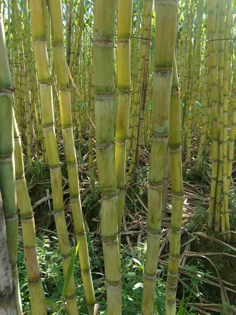 黄皮甘蔗种苗，粤翠，金丰浩，金翠，一代种苗，产地批发价