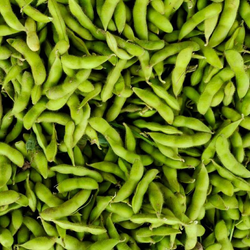 湖北天门精品毛豆产地一手货源批发品质保证价格优惠欢迎联系
