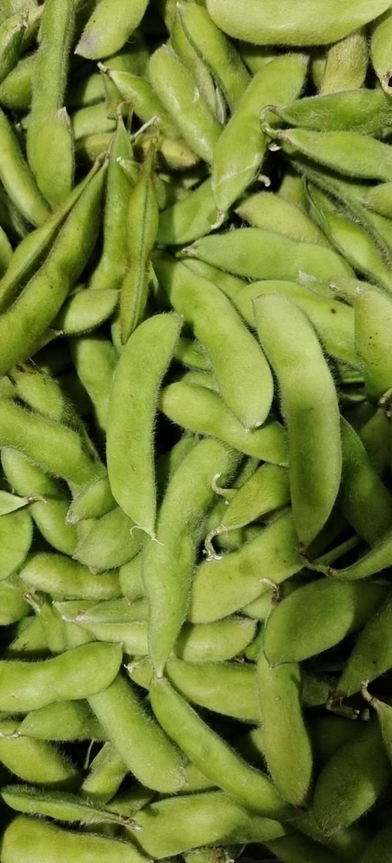 湖北天门精品毛豆产地一手货源批发品质保证价格优惠欢迎联系