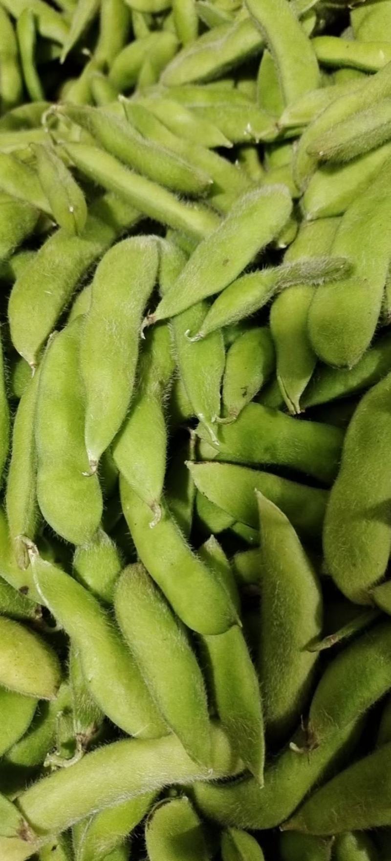 湖北天门精品毛豆产地一手货源批发品质保证价格优惠欢迎联系