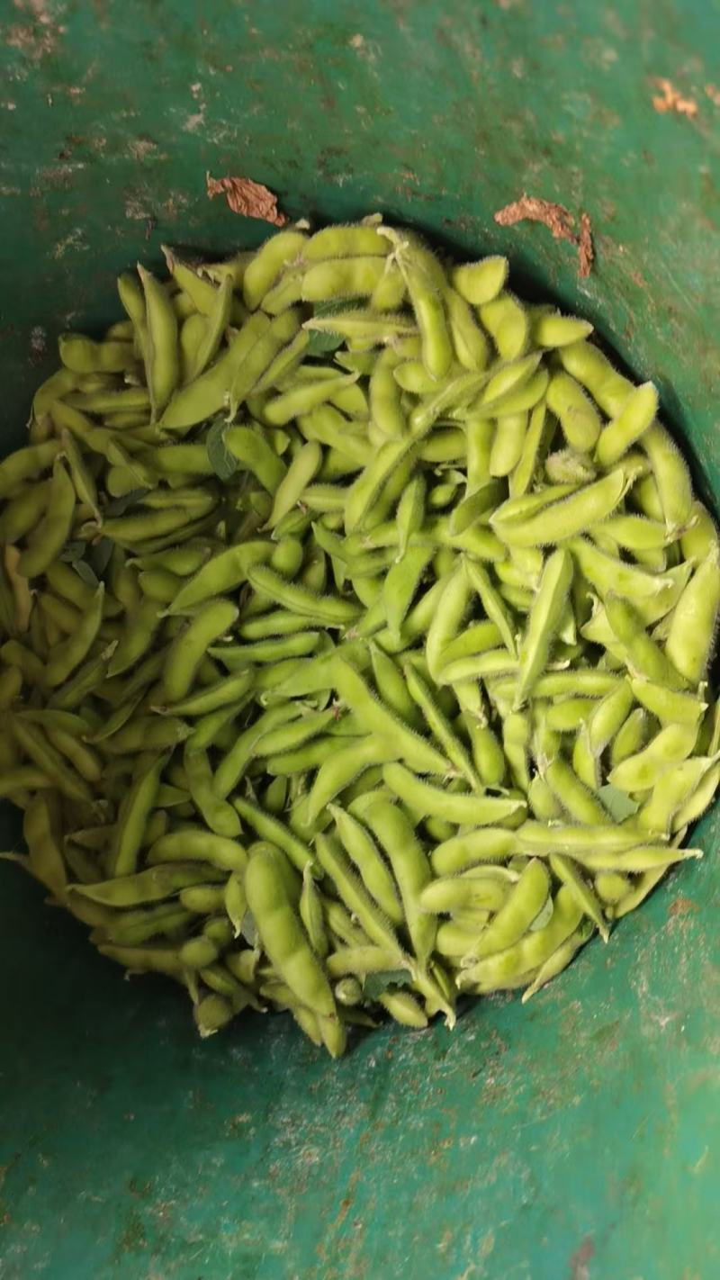 湖北天门精品毛豆产地一手货源批发品质保证价格优惠欢迎联系