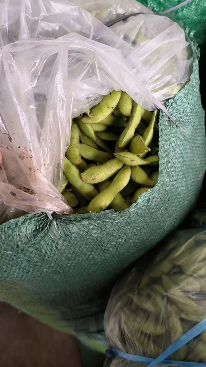 湖北天门精品毛豆产地一手货源批发品质保证价格优惠欢迎联系