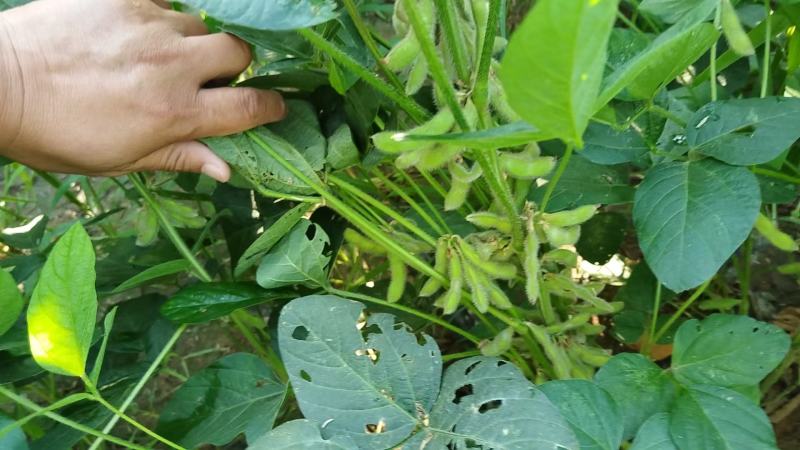 湖北天门精品毛豆产地一手货源批发品质保证价格优惠欢迎联系