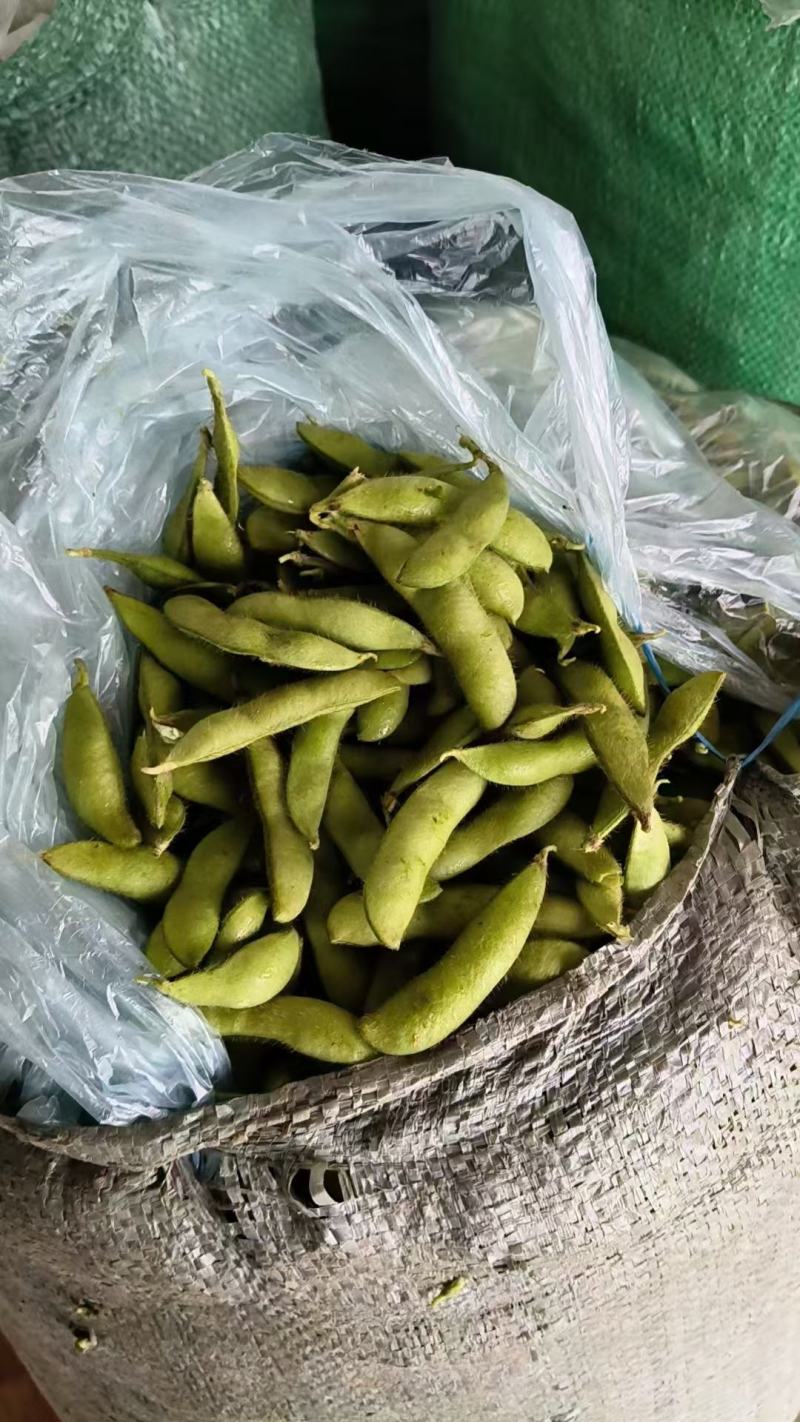 湖北天门精品毛豆产地一手货源批发品质保证价格优惠欢迎联系