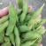 湖北天门精品毛豆产地一手货源批发品质保证价格优惠欢迎联系