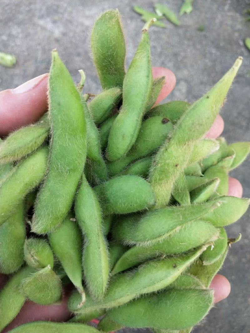 湖北天门精品毛豆产地一手货源批发品质保证价格优惠欢迎联系