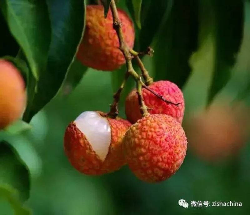 荔枝妃子笑广东产地发货对接电商多多平台斗音快手一件代发
