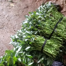 西瓜红大田苗