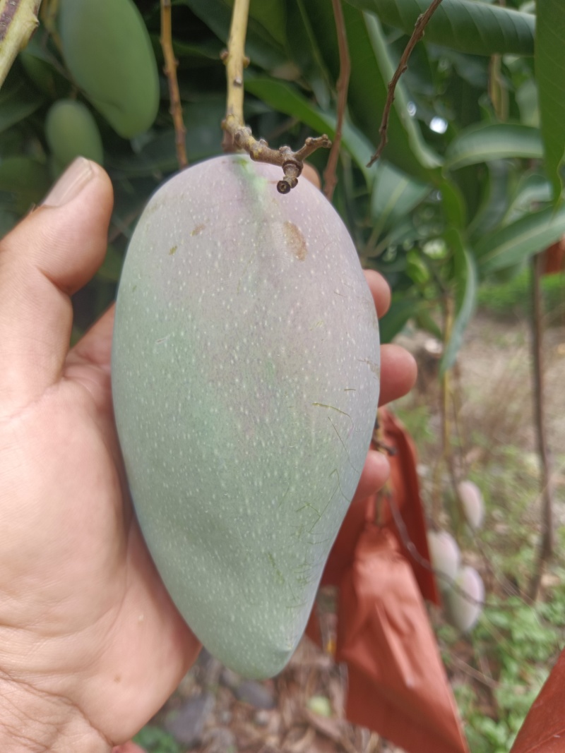 贵妃芒芒果整车可发可对接全国客商品质保障
