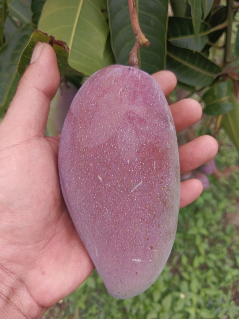 贵妃芒芒果整车可发可对接全国客商品质保障