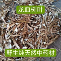 云南龙血树叶中药材马骡蔗树升级兰狭叶龙血树不才树竹木