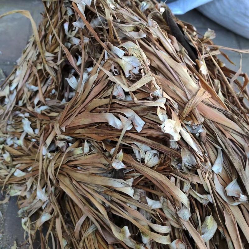 云南龙血树叶中药材马骡蔗树升级兰狭叶龙血树不才树竹木