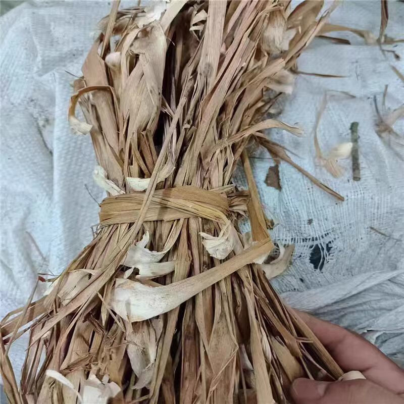 云南龙血树叶中药材马骡蔗树升级兰狭叶龙血树不才树竹木