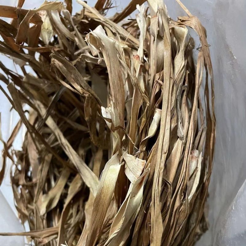 云南龙血树叶中药材马骡蔗树升级兰狭叶龙血树不才树竹木