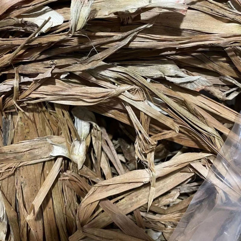 云南龙血树叶中药材马骡蔗树升级兰狭叶龙血树不才树竹木
