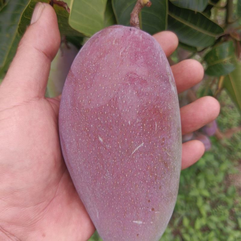 贵妃芒芒果整车可发可对接全国客商品质保障