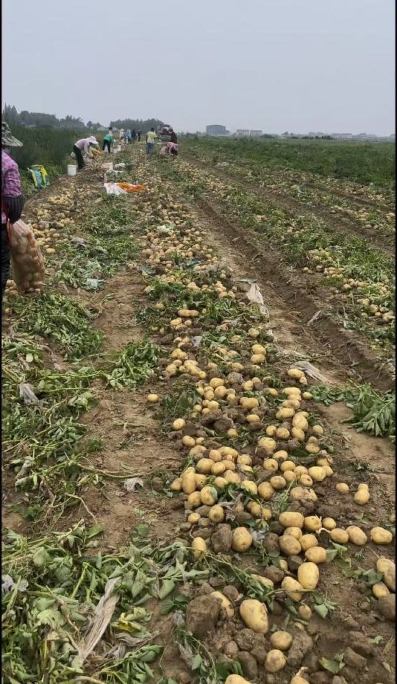 湖北精品沃土5号产地一手货源批发品质保证价格美丽欢迎联系