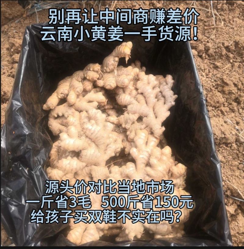 云南小黄姜生姜老姜通货电商货市场货精选好姜（批发更便宜）