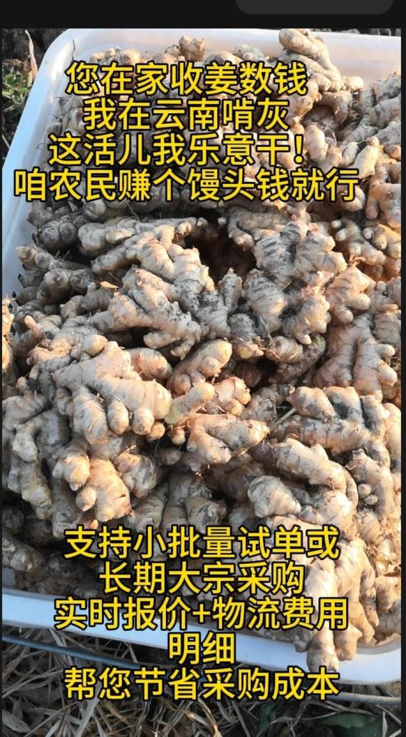 云南小黄姜生姜老姜通货电商货市场货精选好姜（批发更便宜）