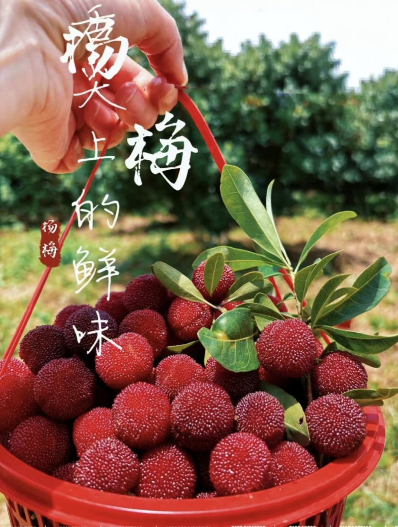 自家果园，年产2-3万斤，可以随时随地来考察。