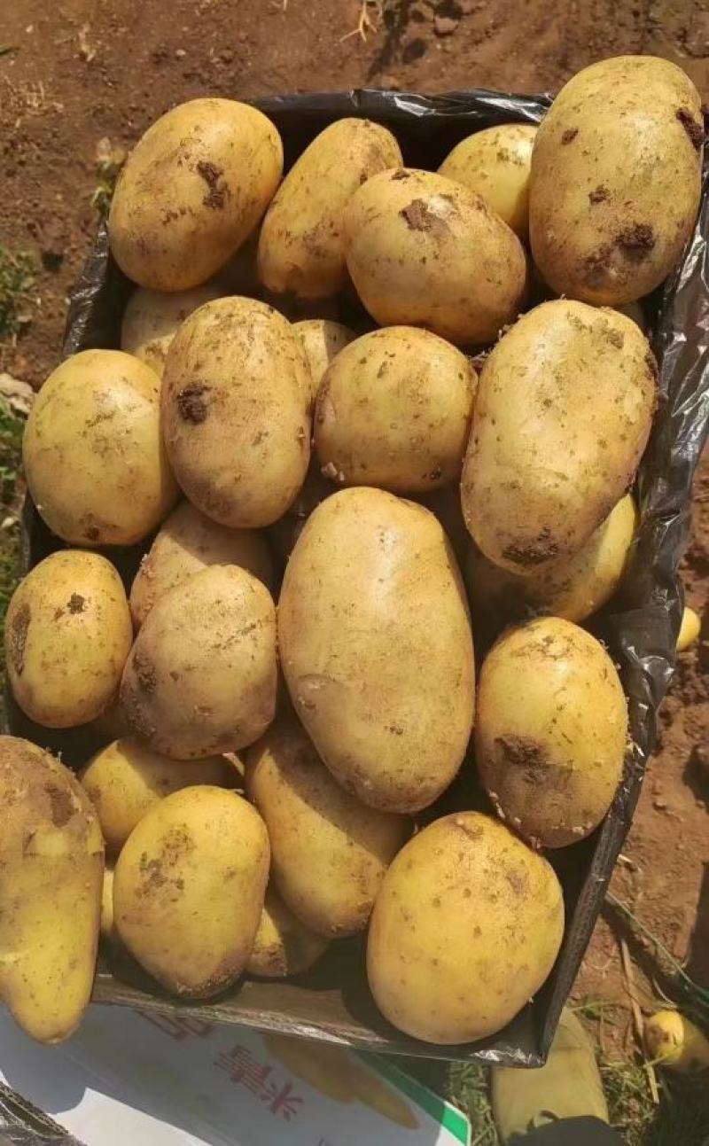 精品实验1号土豆产地一手货源批发品质保证价格优惠