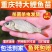长江建鲤鱼苗大量供应保证成活率欢迎来电洽谈