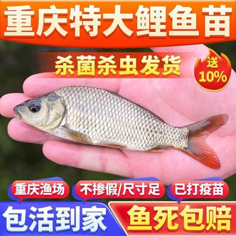 长江建鲤鱼苗大量供应保证成活率欢迎来电洽谈