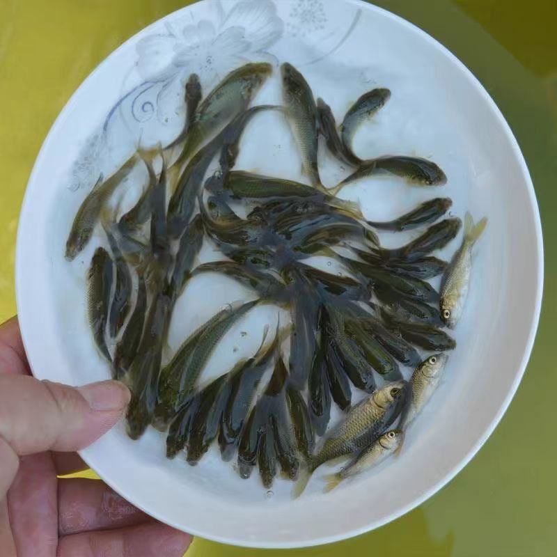 长江建鲤鱼苗大量供应保证成活率欢迎来电洽谈