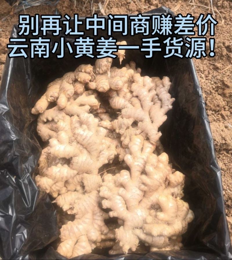 云南小黄姜生姜（标价为零售价，批发请联系谈价）