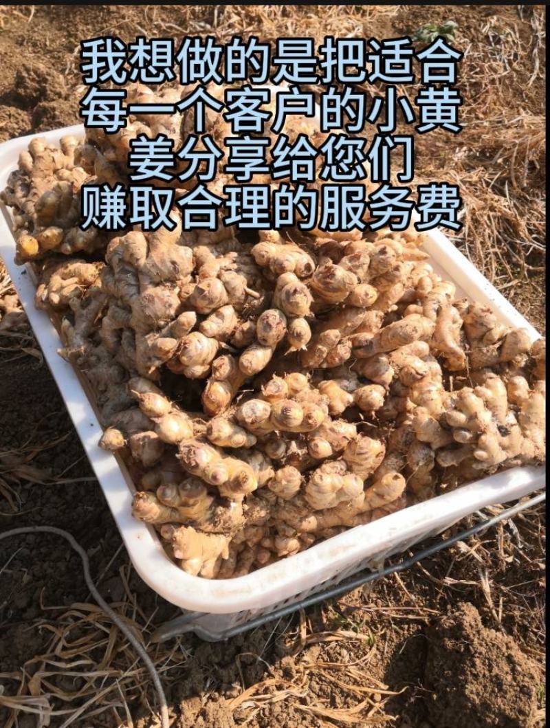 云南小黄姜生姜（标价为零售价，批发请联系谈价）